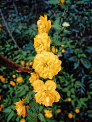 えいぷりーるふーる