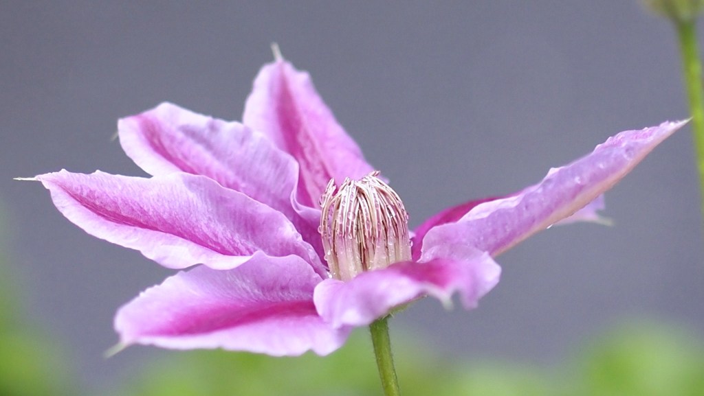 明日天気になれ Ⅱ