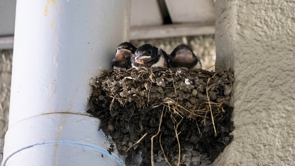 Swallow Diary