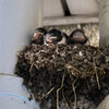Swallow Diary