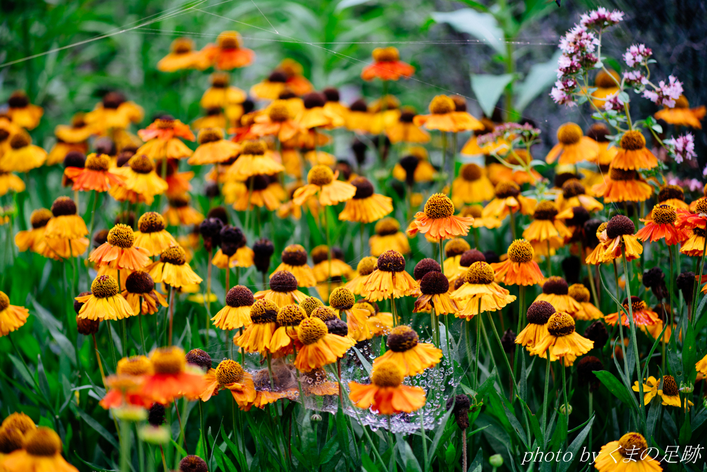 てるてる坊主の集会