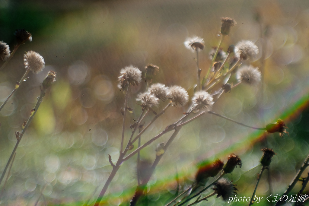 優しさに包まれたなら