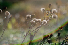 優しさに包まれたなら