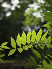 葉模様 壱