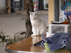 開店前の招き猫