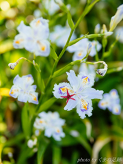 星の花飾り