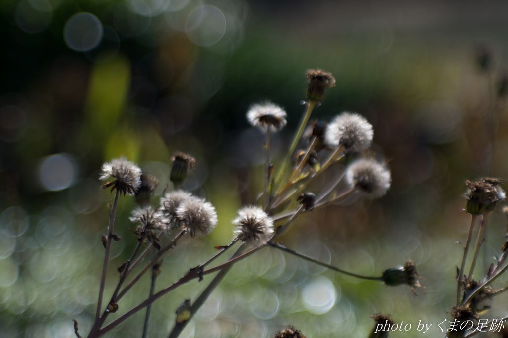 後悔などしない