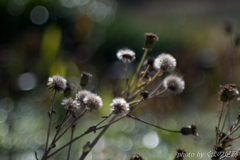 後悔などしない