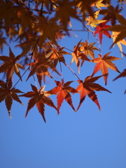 僕等はみんな生きている