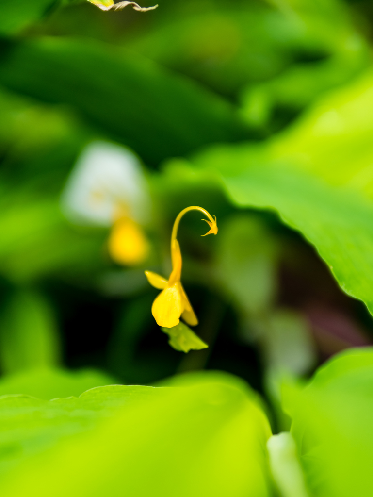 リトルドラゴン