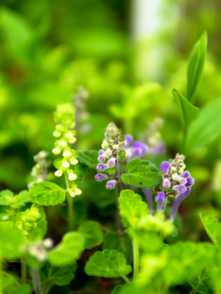 かわいさは正義です