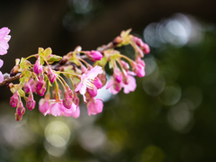 もういいかい？