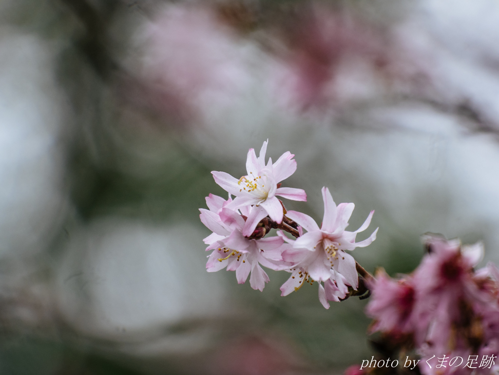 十月桜