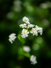 そばの花