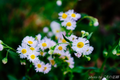 遠ざかる連休に思いを馳せる　