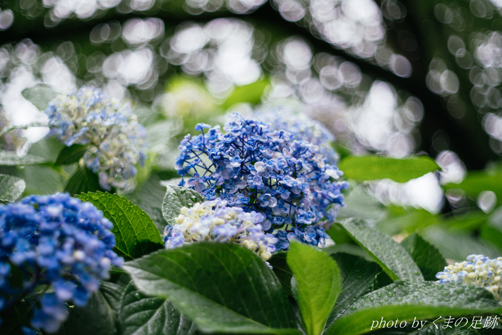 梅雨の逢瀬
