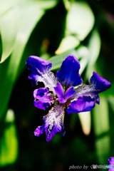 至福の鉄アレイ