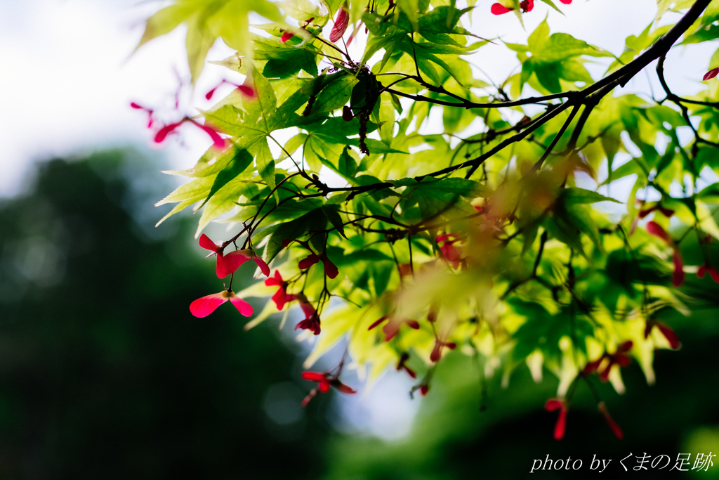 紅さす