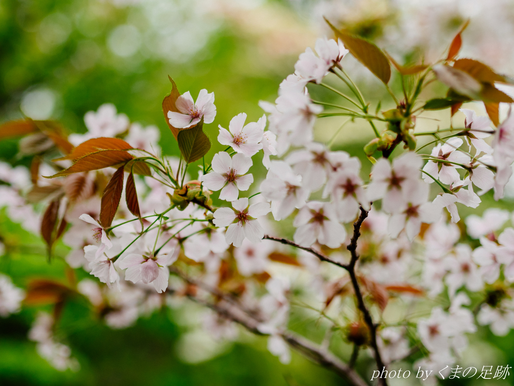 すべりこんださくら祭り