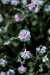 言葉に出して、いつも有難う。