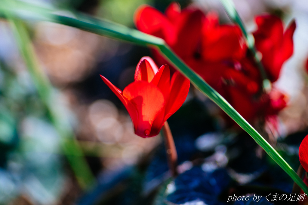 紅き竜の末裔