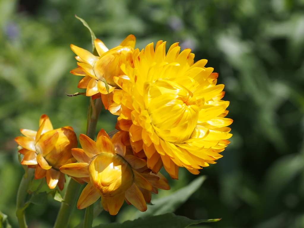 ライオンの横顔