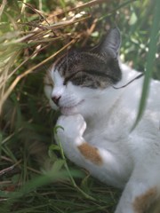 考える猫