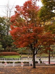 君の嫌いな東京も