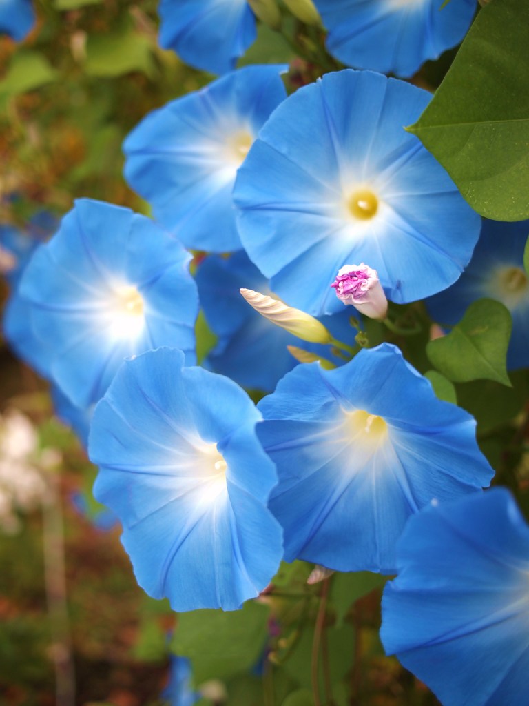 ひそやかに秋を楽しむ ⅢⅩⅡ