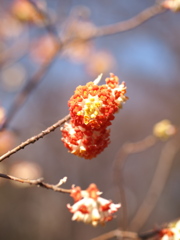 春の鼓動ⅩⅩ