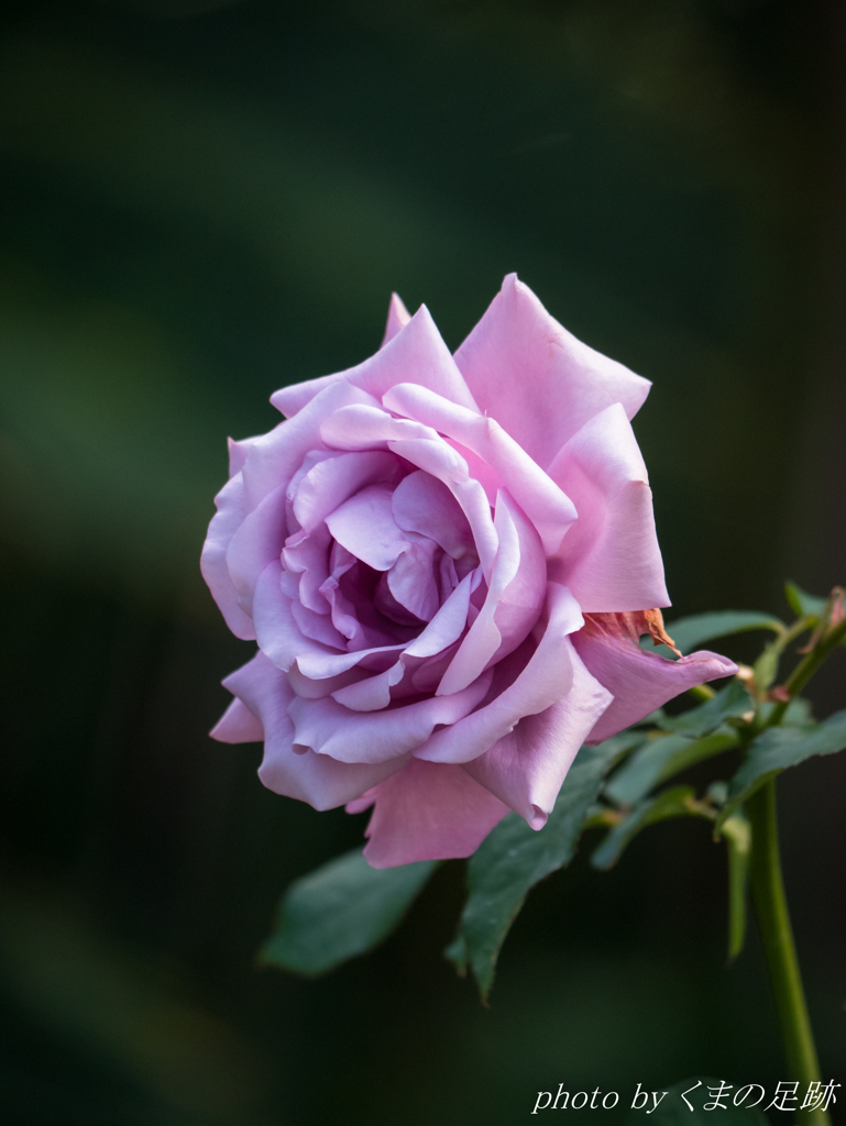 薄紫の恋をして