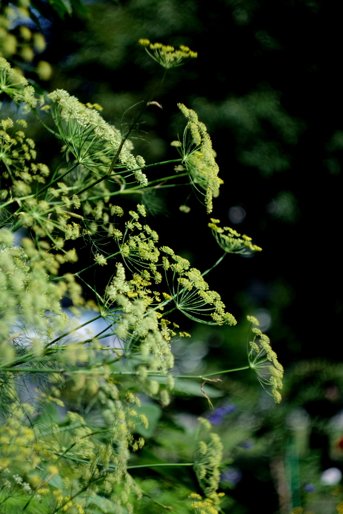 傘はいりませんか？