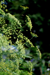 傘はいりませんか？