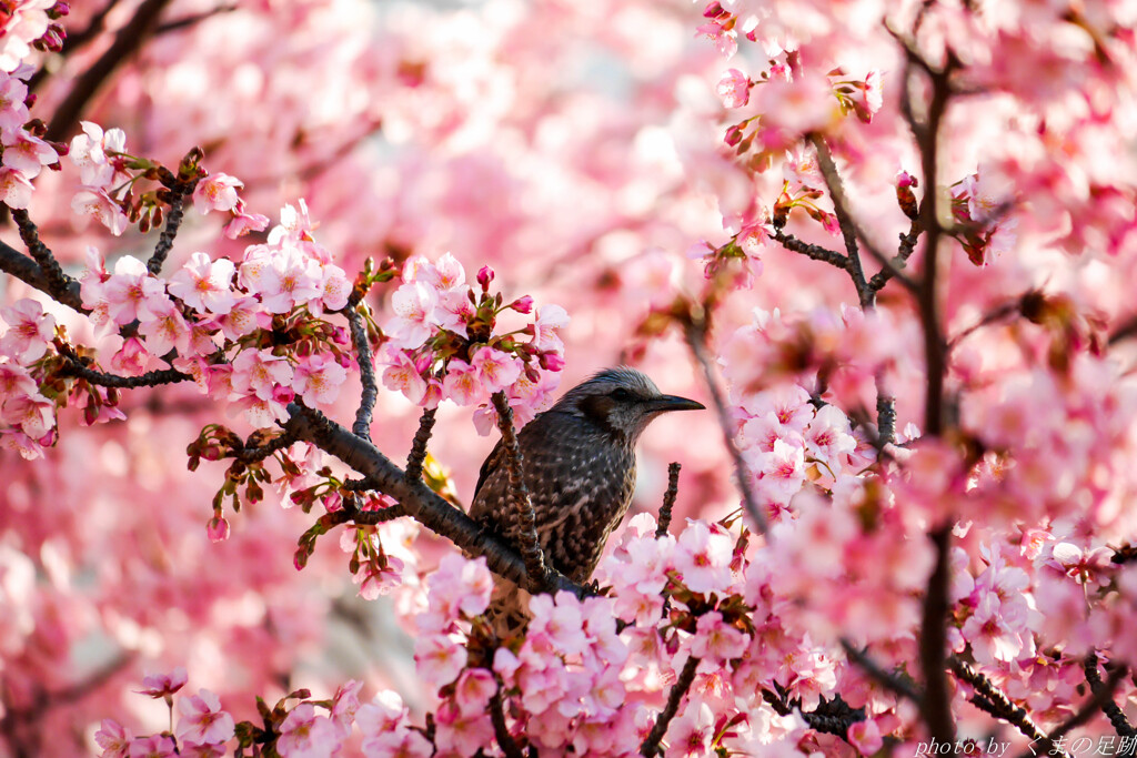 桜の園の世捨て鳥