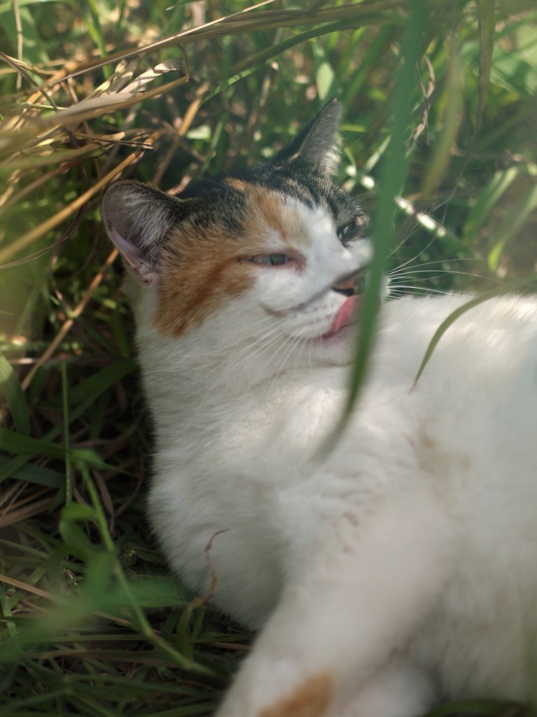 ぐるっとまわってにゃんこのめ