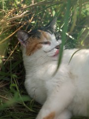 ぐるっとまわってにゃんこのめ