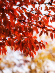 いまひとときの