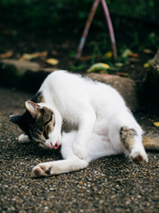 夏の魔物ⅩⅤ