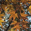 未紅