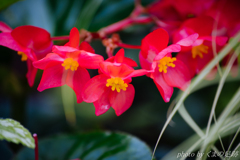 でももう花はいらない