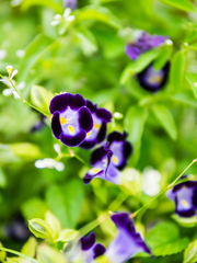 好きなものは好き