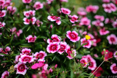 おしゃべり好き