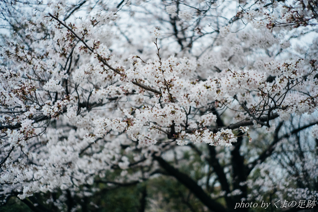 花酔い