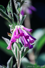 ふぁんふぁーれ