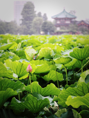 弁天堂雨情