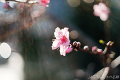 鎮魂花