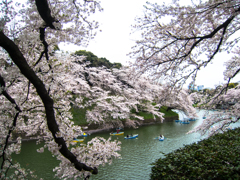 花曇りの日だった