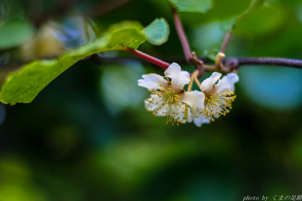 きゅう～いの花