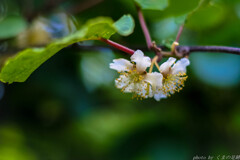 きゅう～いの花