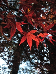 優しい紅